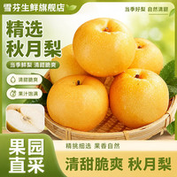 雪芬 秋月梨 新鲜水果脆甜多汁 纯天然农家现摘 产地直发 秋月梨 净重4.5斤单果300g+