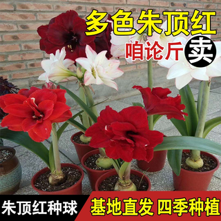 我的秘密花园 朱顶红种球 重瓣 多年生花卉种子