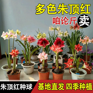 我的秘密花园 朱顶红种球 重瓣 多年生花卉种子