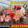 我的秘密花园 朱顶红种球 重瓣 多年生花卉种子