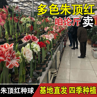 我的秘密花园 朱顶红种球 重瓣 多年生花卉种子