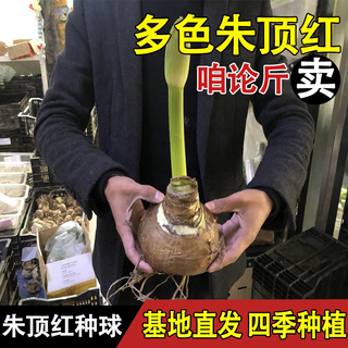 我的秘密花园 朱顶红种球 重瓣 多年生花卉种子