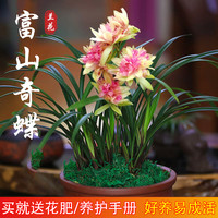 劉閣蘭花 兰花苗盆栽夏带花苞发货名贵花卉 金秋岁月四季开花绿植室内香兰 富山奇蝶3苗 带盆土肥