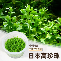 疯狂水草 无菌杯鱼缸水草高珍珠草日本珍珠草莫斯阴性草缸造景真水草植物 无菌杯-日本高珍珠