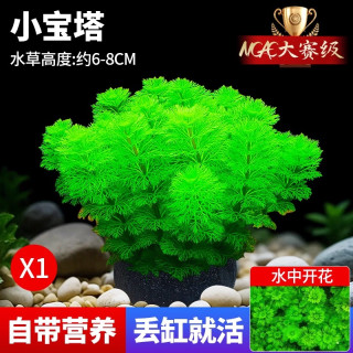疯狂水草 水草趴地矮珍珠水榕坨草净化水质鱼缸底部水草植物直接入缸 小宝塔小坨