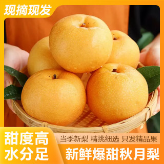 雪芬 秋月梨 脆甜多汁 净重4.5斤 单果350g+ 生鲜水果