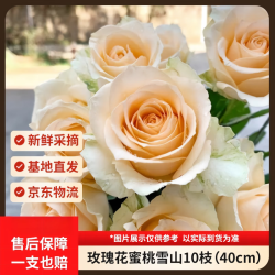 京东鲜花 玫瑰花蜜桃雪山10枝山东基地香槟色鲜花现摘现发源头直发