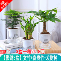 绿有意 绿植盆栽多肉花卉盆栽植物室内桌面水培绿植办公室客厅植物懒人 聚财3盆】文竹+富贵竹+发财树