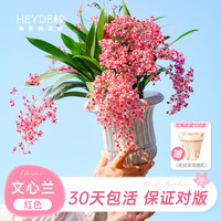 海蒂的花园 红色（含盆高20cm+）