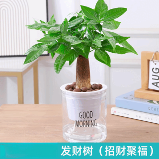 绿有意 绿植盆栽多肉花卉盆栽植物 发财树（招财聚福） 带盆带土发货