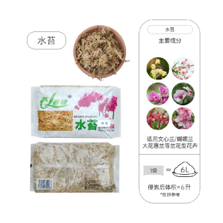 海蒂的花园 文心兰蝴蝶兰盆栽绿植盆景梦香兰阳台花卉香水兰花苗植物室内绿植 春禄水苔特级6L