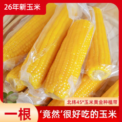 王老宝 真空甜糯玉米棒 10-13cm 12支装 谷物