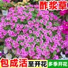 壹植 紫叶酢浆草种球 盆栽阳台四季开花卉种子