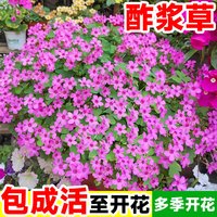 壹植 紫叶酢浆草种球 盆栽阳台四季开花卉种子