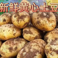移动专享、移动端：2026年黄皮黄心土豆 粉面马铃薯农家自种土豆净重3-9斤装坏果包赔