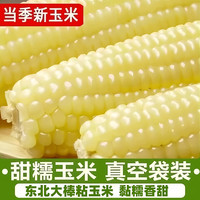 移动专享、移动端：东北头茬白糯玉米粘糯甜糯玉米甜糯大棒真空包装香甜软糯低脂代餐