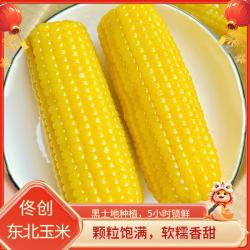 佟创 东北黄糯玉米棒 新鲜甜糯玉米棒 代餐轻食真空包装黏粘玉米 东北黄糯玉米200g*10根