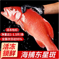 添渔港 海捕东星斑 三去处理 500-600g 整条装