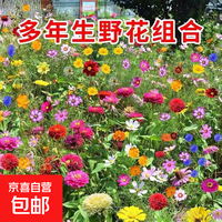 京喜 野花组合花种子室外除虫菊花种籽子四季播种（两单及以上才发货） 丰硕 野花组合种子1包约800粒
