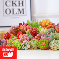 多肉植物精选随机一款多肉 一颗随机品种多肉植物