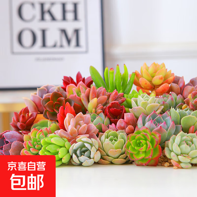 多肉植物精选随机一款多肉 一颗随机品种多肉植物