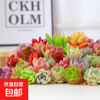 多肉植物精选随机一款多肉 一颗随机品种多肉植物