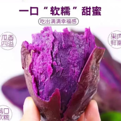 林大 山东糖心紫薯  蜜薯产地直发 中果