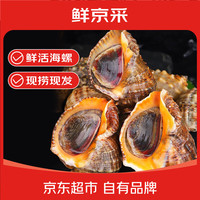 鲜京采 鲜活海螺 净重3斤5-7只/斤 鲜活到家 海鲜 源头直发 烧烤火锅