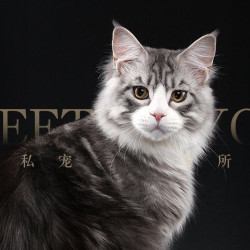 缅因猫/大型猫15斤以上去废毛+低压力植物精洗套餐