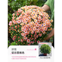 海蒂的花园 菊花洋菊乒乓菊球菊盆栽耐热耐晒宿根植花卉球菊带花苞阳台花园 球菊（切尔西桃色）15cm盆