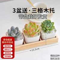 两腿跑三八节多肉植物带盆桌面盆栽组合绿植花卉幼儿园盆栽 简约3盆(带盆栽好)
