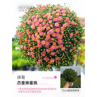 海蒂的花园 菊花洋菊乒乓菊球菊盆栽耐热耐晒宿根植花卉球菊带花苞阳台花园 球菊（杰奎琳蜜桃）15cm盆