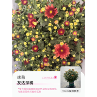 海蒂的花园 菊花洋菊乒乓菊球菊盆栽耐热耐晒宿根植花卉球菊带花苞阳台花园 球菊（友达深橘）15cm盆
