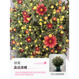 海蒂的花园 菊花洋菊乒乓菊球菊盆栽耐热耐晒宿根植花卉球菊带花苞阳台花园 球菊（友达深橘）15cm盆