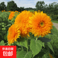 重瓣玩具熊向日葵种子观赏小型向日葵花耐旱（两单及以上才发货） 玩具熊向日葵种1包