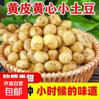 东东买菜新鲜山东黄心小土豆农家自种黄皮马铃薯黄心洋芋新鲜蔬菜 山东黄心土豆 小果2斤 含箱