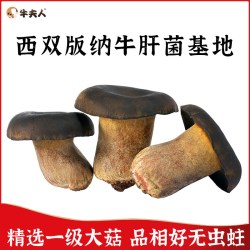 Lady Cow 牛夫人 有机鲜牛肝菌精品装 180g 礼盒装