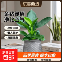 京喜 特价大叶金钻绿公主盆栽植物除甲醛绿植室内摆放2 金钻+灰繁星吸水盆 含盆高度15-20厘米