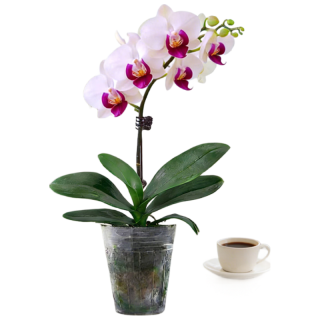 蓝桂圆 蝴蝶兰盆栽 室内观花植物