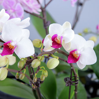 蓝桂圆 蝴蝶兰盆栽 室内观花植物