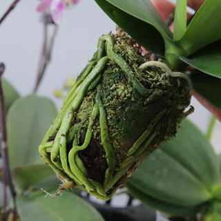 蓝桂圆 蝴蝶兰盆栽 室内观花植物