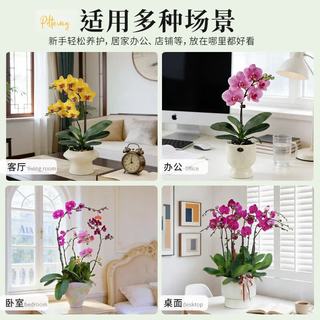 蓝桂圆 蝴蝶兰盆栽 室内观花植物