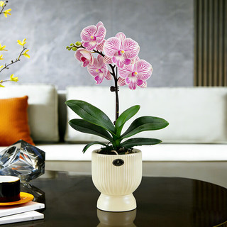 蓝桂圆 蝴蝶兰盆栽 室内观花植物