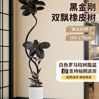 狼豹 黑金刚橡皮树 大型绿植