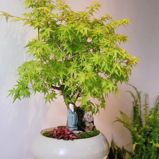 画意江南 日本红枫树苗 盆栽