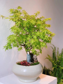 画意江南 日本红枫树苗 盆栽