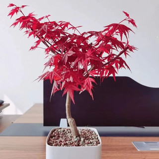 画意江南 日本红枫树苗 盆栽