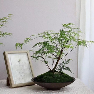 画意江南 日本红枫树苗 盆栽