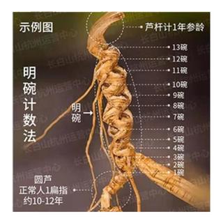 CBM GINSENG 长白山人参 15-19年野山参