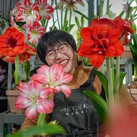 海蒂的花园 荷兰重瓣朱顶红种球
